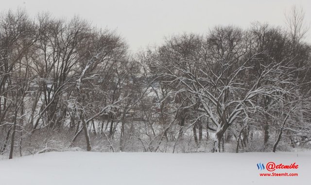 photography landscapephotography snow winter trees SN-002.jpg