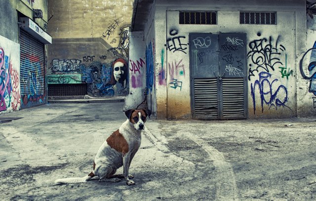 street dog.jpg
