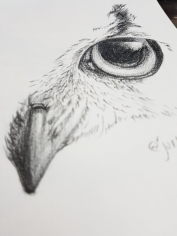 how to draw an eagle eye