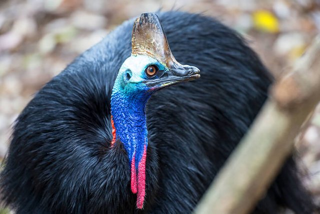 cassowary-01.jpg