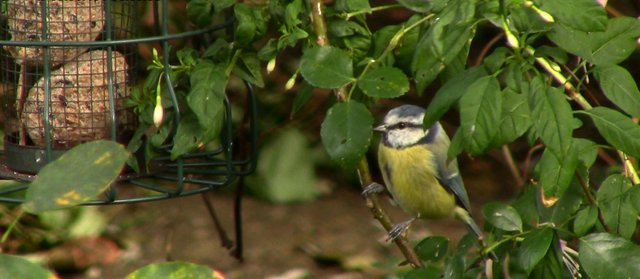 Bluetit.jpg