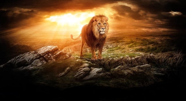 image-44915019-lion-of-judah-wallpapers.jpg