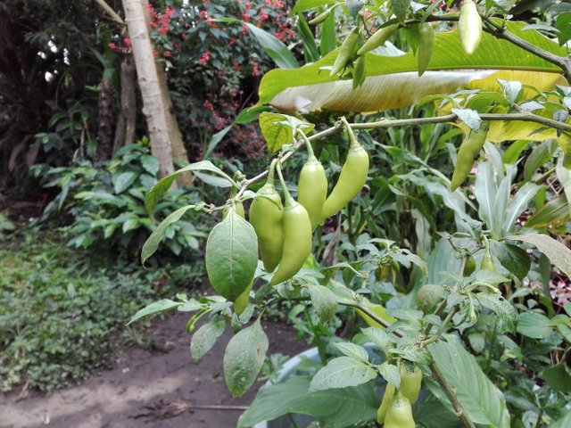 Proliferous Peppers.jpg