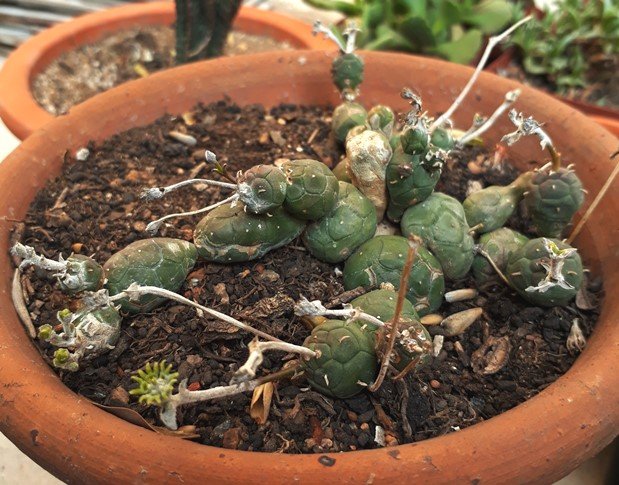 Euphorbia globosa.jpg