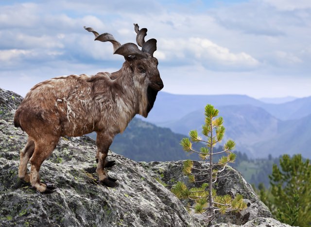 Markhor 5.jpg