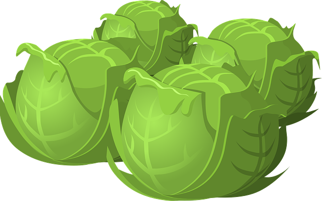 cabbage-575525_640.png