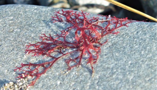 x070-Seaweed.jpg