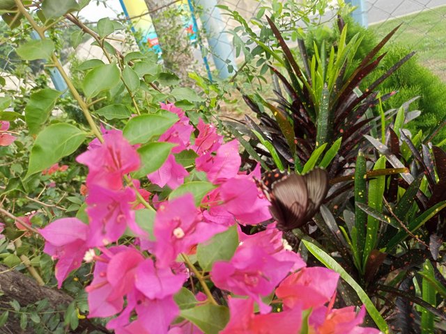 IMG20250424082702.jpg