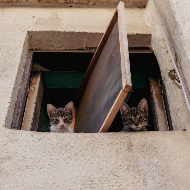 free-photo-of-cute-kittens-looking-from-window.jpeg