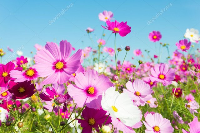 depositphotos_33937471-stock-photo-cosmos-flowers.jpg