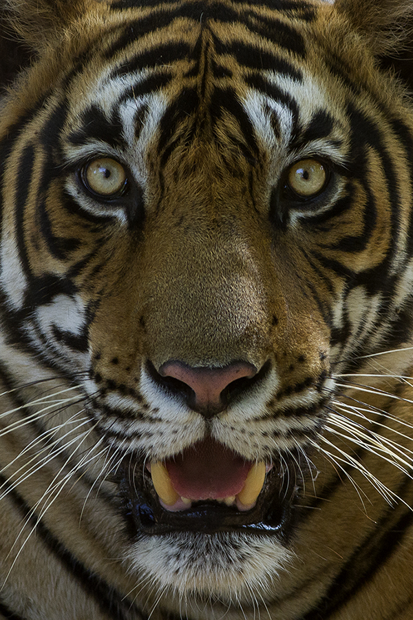 tigris porr tigger