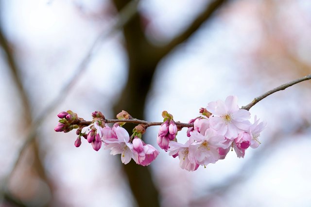 cherry-blossoms-7095938_1280.jpg