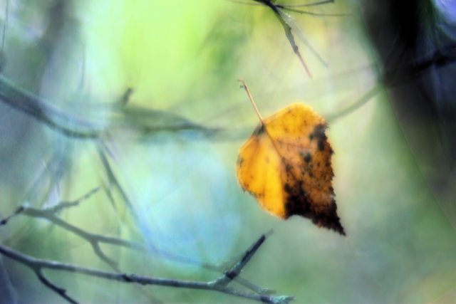 By a Thread Birch Leaf fused enh.jpg