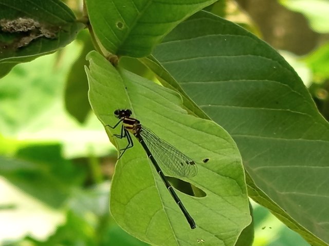 ফড়িং (2).jpg