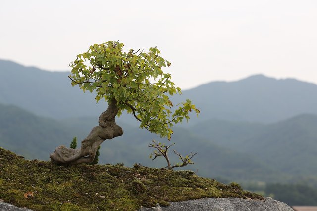 bonsai-2910210_1280.jpg