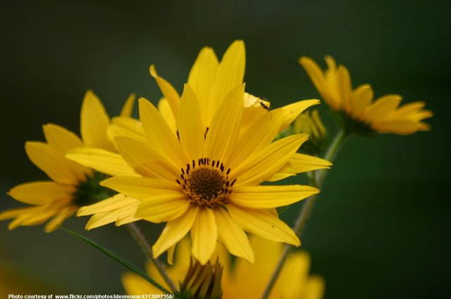 YellowFlowers-001-0500819.jpg