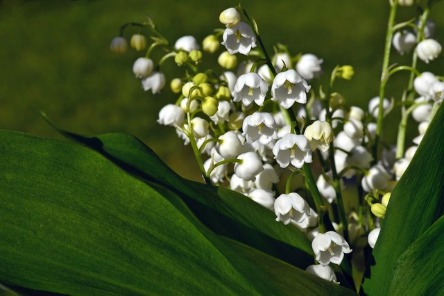 lily-of-the-valley-4175677_1280.jpg