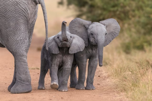 ELEPHANTS-K6C5EP_401765-1-1220x813.jpg