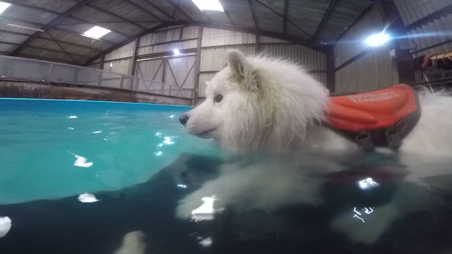 can samoyed swim