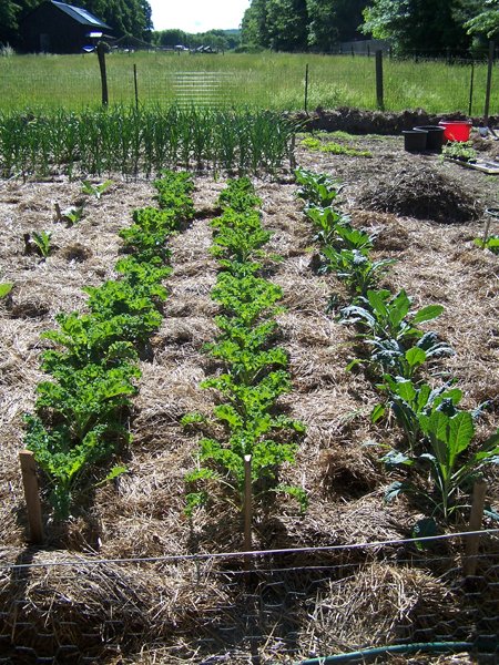 Big garden - kale crop June 2018.jpg