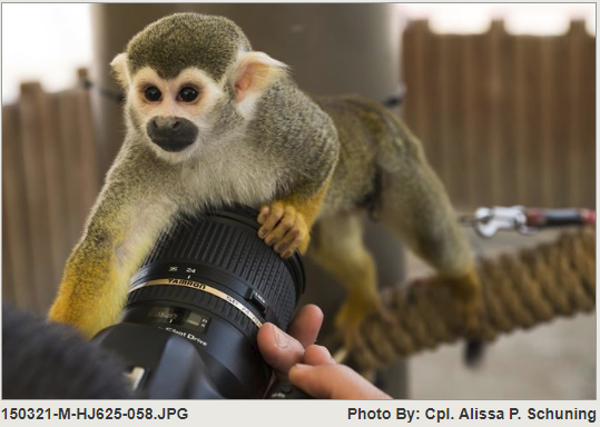 Monkey camera photo.PNG