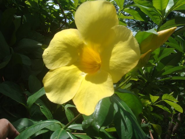 Allamanda1.JPG