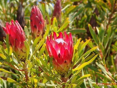 Protea_2005_12_24_02.jpg