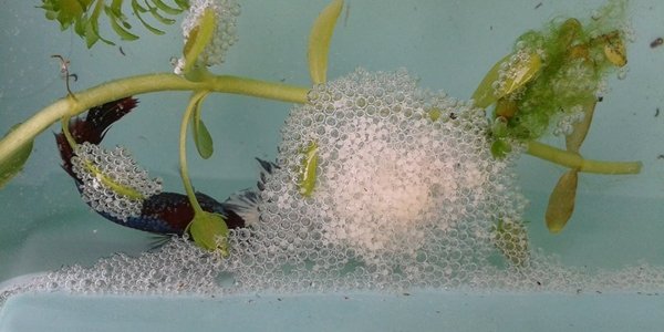 breeding-betta-fish-betta-nest.jpg