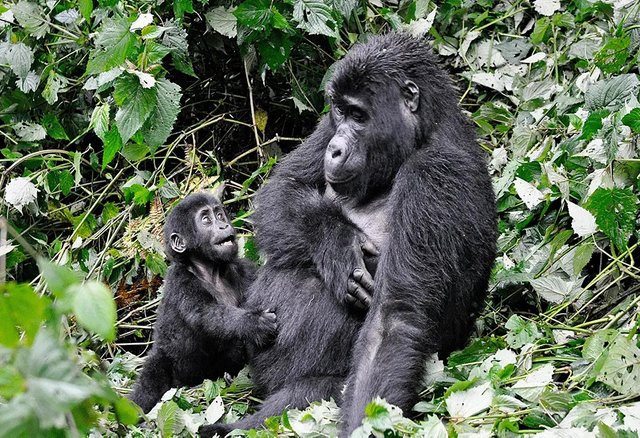 5 Day Rwanda Gorilla Safari with Chimps and Golden Monkeys.jpg