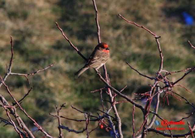 House Finch PFW08_0010.JPG