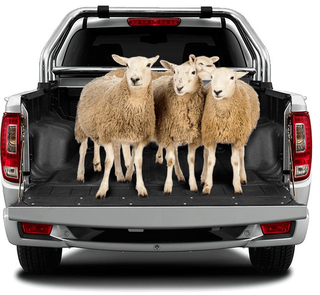 2019-08-29---sheep-in-the-bakkie.jpg