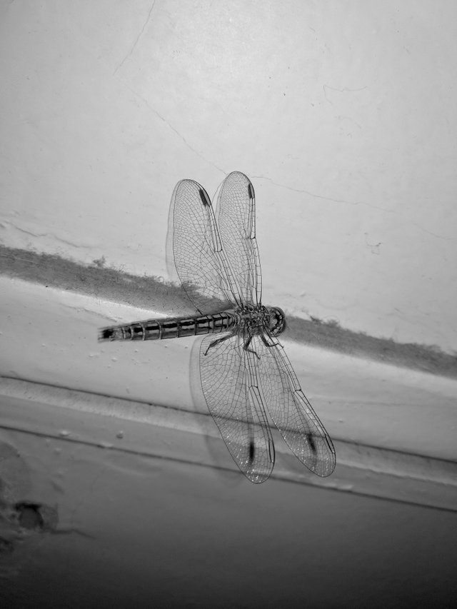dragonfly - Photo Credits: Chetan Naik