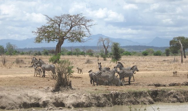 Top 10 Not to Miss Experiences on Tanzania Trips to Mikumi National Park.jpg