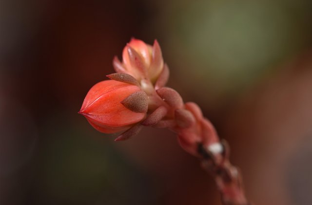 Echeveria mini no id flower bud 1.jpg