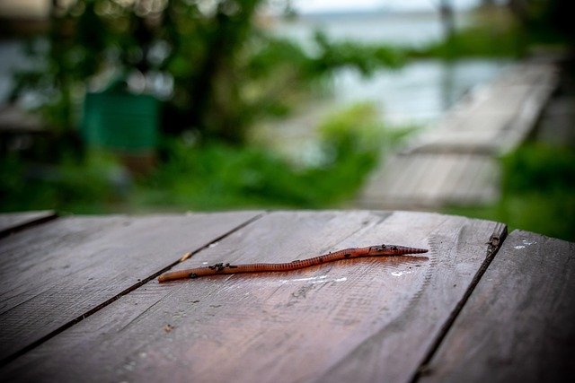 fishing-4261191_640.jpg