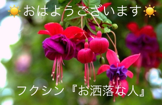 フクシアの花言葉 Steemzzang