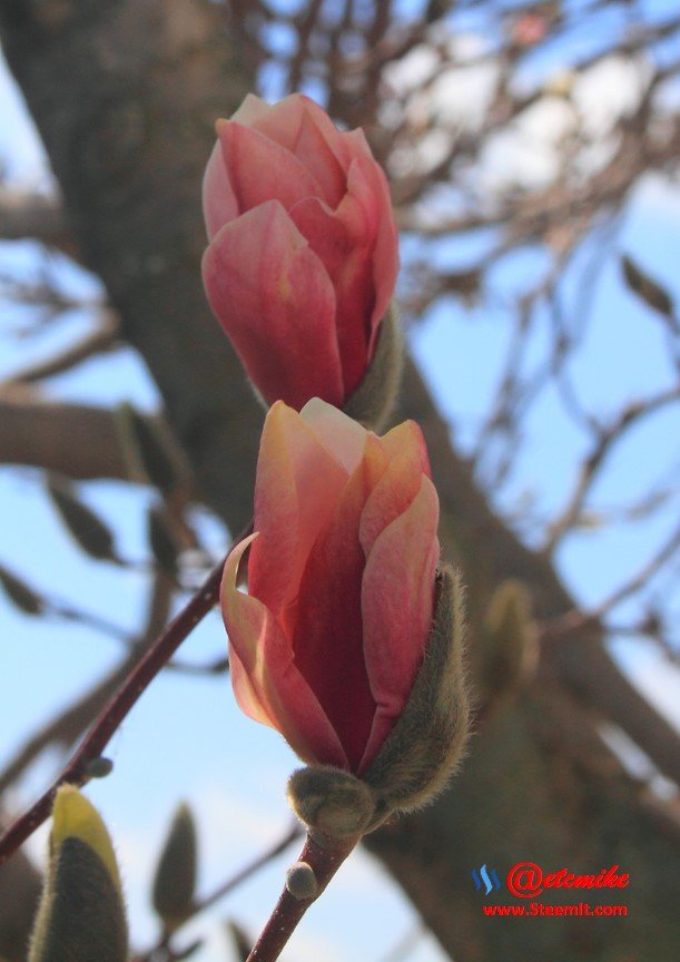 Saucer Magnolia Tree buds  SN_0003.JPG