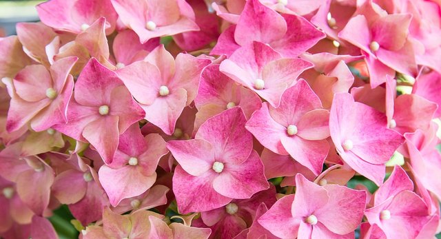 hydrangea-3453831_960_720.jpg