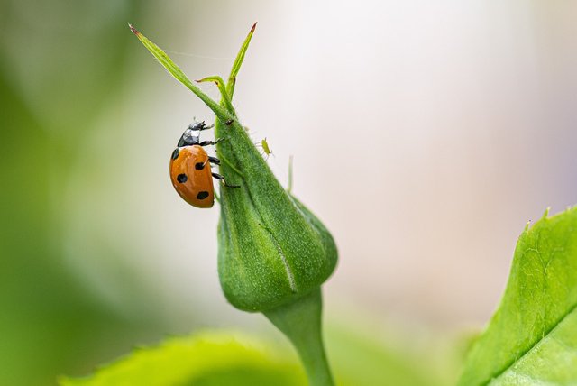 ladybug-7271402_1280.jpg