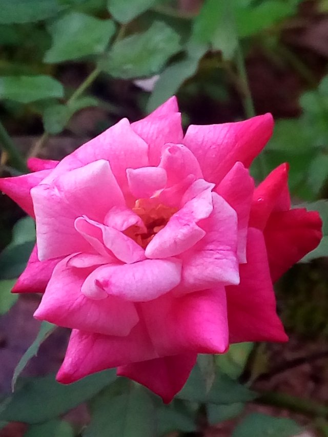 rosey 026.jpg