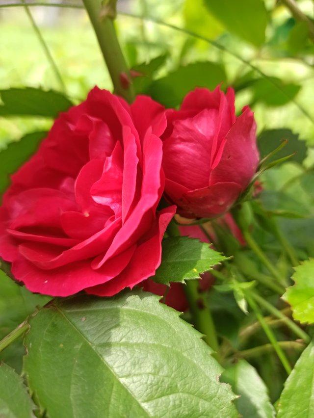 IMG_20250720_125903.jpg