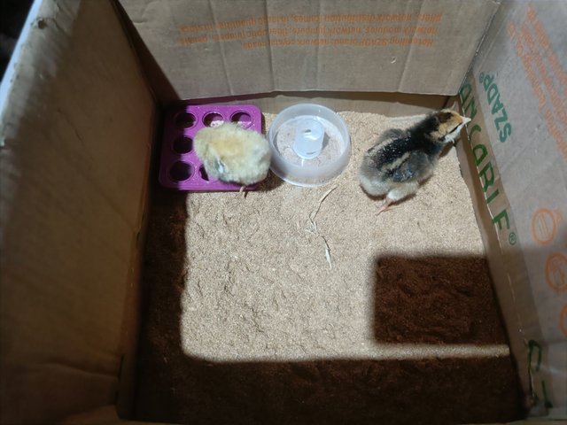 IMG20250427112343.jpg