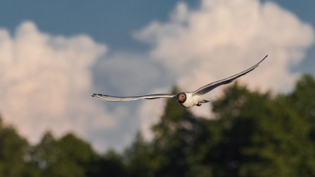 common-tern-g4b1e4d04e_1920.jpg