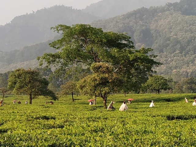 tea plantation.jpg