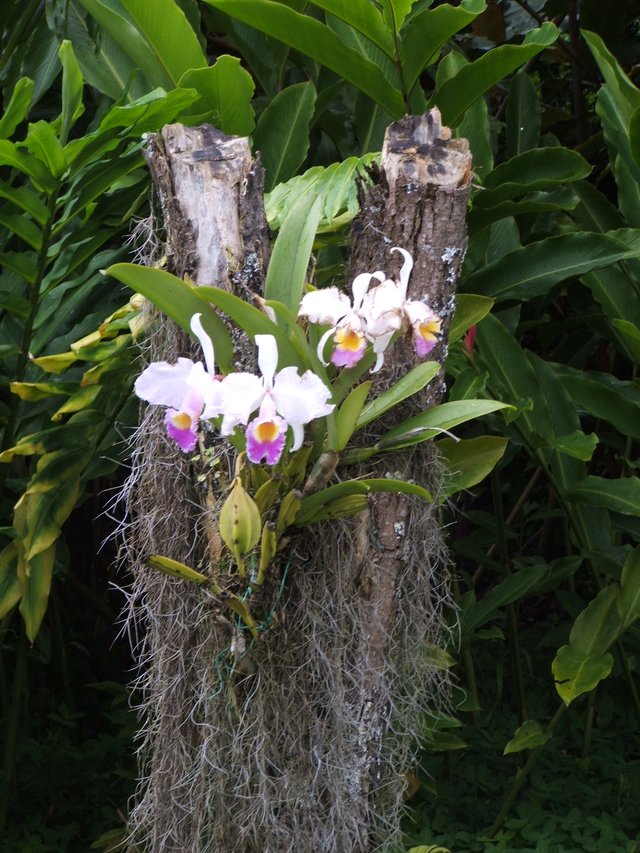 orchids.JPG