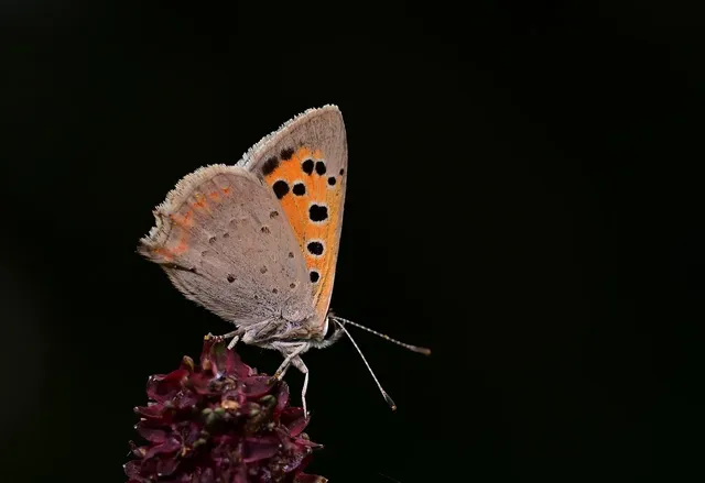 small-fire-butterfly-8224901_1280.webp