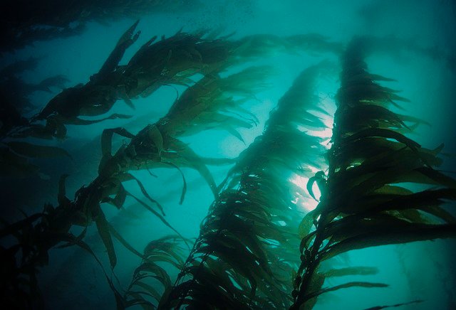 kelp-6967210_640.jpg