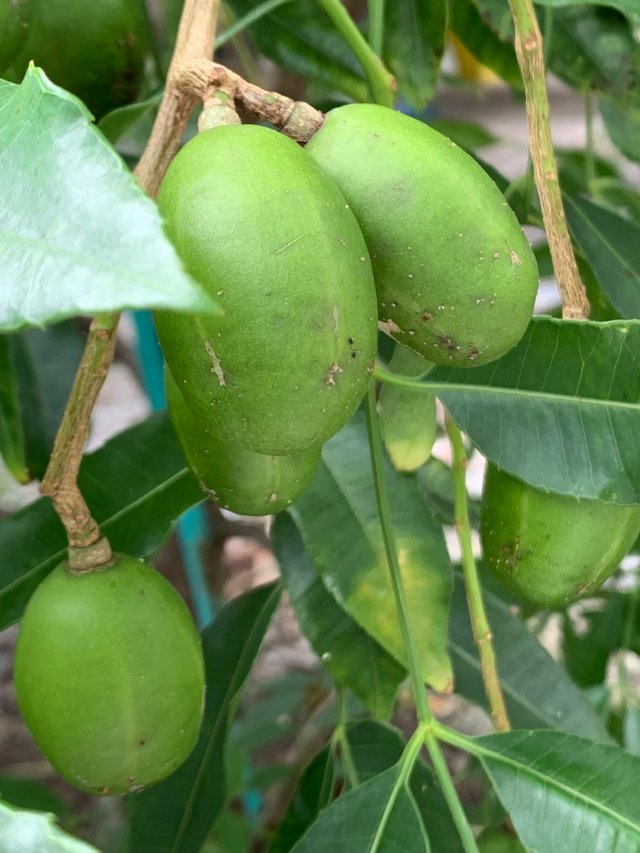 fruit19.jpg