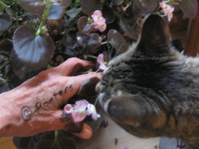 JJ smelling the flower in my hand porters written on it.JPG