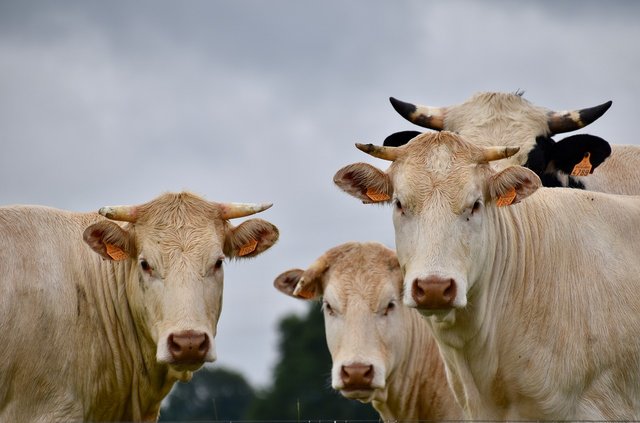 cows-4270352_1280.jpg